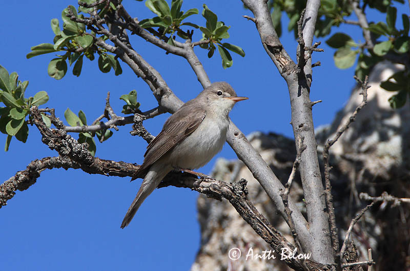 Avainsanat: Grote vale spotvogel Upcher's Warbler Harmaakultarinta Hypolaïs d'Upcher Dornspötter Canapino languido Gråspottesanger Hippolais languida Zarcero de Upcher Orientsångare