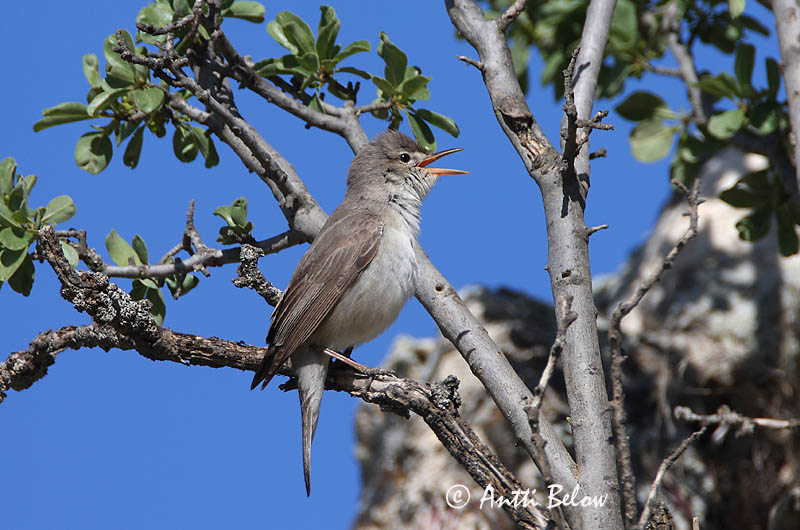 Avainsanat: Grote vale spotvogel Upcher's Warbler Harmaakultarinta Hypolaïs d'Upcher Dornspötter Canapino languido Gråspottesanger Hippolais languida Zarcero de Upcher Orientsångare