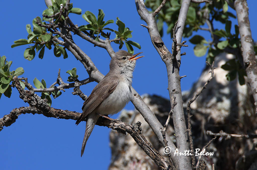 Avainsanat: Grote vale spotvogel Upcher's Warbler Harmaakultarinta Hypolaïs d'Upcher Dornspötter Canapino languido Gråspottesanger Hippolais languida Zarcero de Upcher Orientsångare