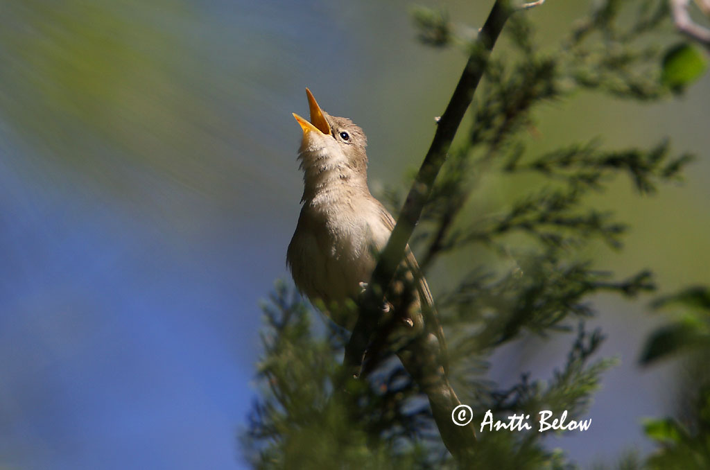 Turkey
Avainsanat: Bosqueta pàl•lida Vale spotvogel Eastern Olivaceous Warbler Olivaceous Warbler Vaaleakultarinta Hypolaïs pale Blaßspötter Canapino pallido Blekspottesanger Hippolais pallida Hippolais pallida Zarcero Pálido Eksångare