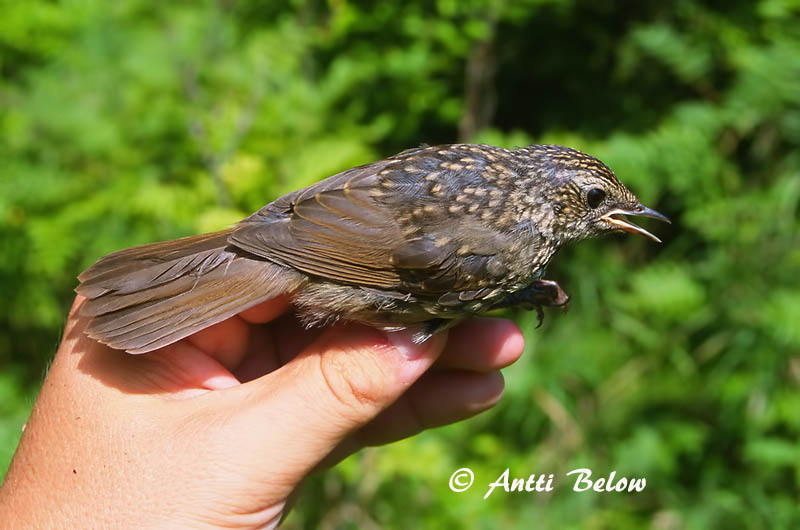 Avainsanat: Grote krekelzanger Gray's Grasshopper Warbler Jättiläissirkkalintu Locustelle fasciée Riesenschwirl Takrørsanger