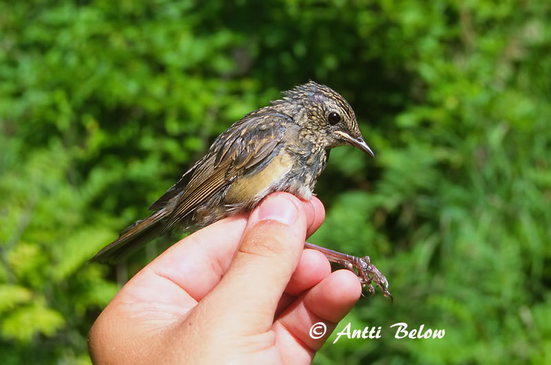 Avainsanat: Grote krekelzanger Gray's Grasshopper Warbler Jättiläissirkkalintu Locustelle fasciée Riesenschwirl Takrørsanger