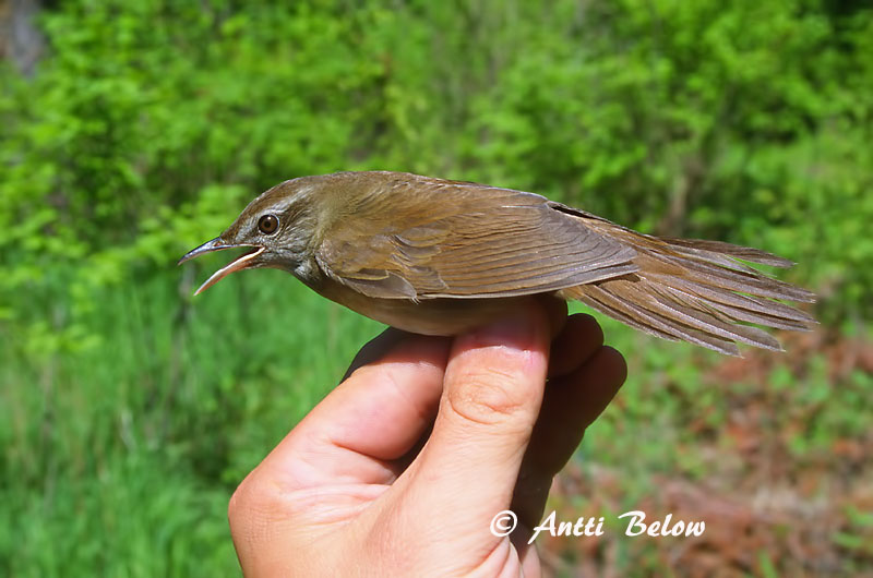 Avainsanat: Grote krekelzanger Gray's Grasshopper Warbler Jättiläissirkkalintu Locustelle fasciée Riesenschwirl Takrørsanger