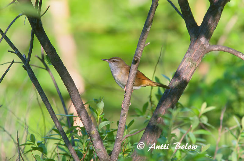 Avainsanat: Grote krekelzanger Gray's Grasshopper Warbler Jättiläissirkkalintu Locustelle fasciée Riesenschwirl Takrørsanger