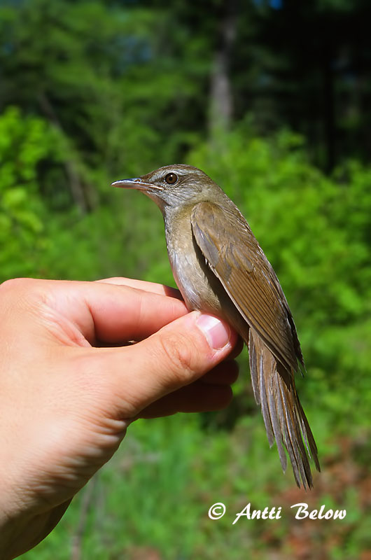 Avainsanat: Grote krekelzanger Gray's Grasshopper Warbler Jättiläissirkkalintu Locustelle fasciée Riesenschwirl Takrørsanger