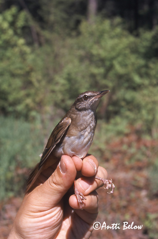 Manchuria, China
6/2000
Avainsanat: Grote krekelzanger Gray's Grasshopper Warbler Jättiläissirkkalintu Locustelle fasciée Riesenschwirl Takrørsanger