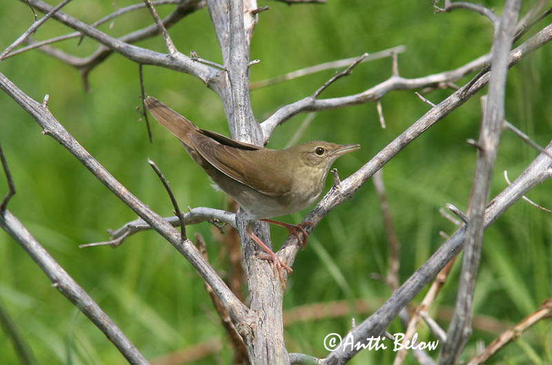 Avainsanat: Boscaler fluvial Flodsanger Krekelzanger River Warbler Jõgi-ritsiklind Viitasirkkalintu Locustelle fluviatile Schlagschwirl Berki tücsökmadár Straumsöngvari Elvesanger Felosa-fluvial Locustella fluviatilis Buscarla Fluvial Flodsångare