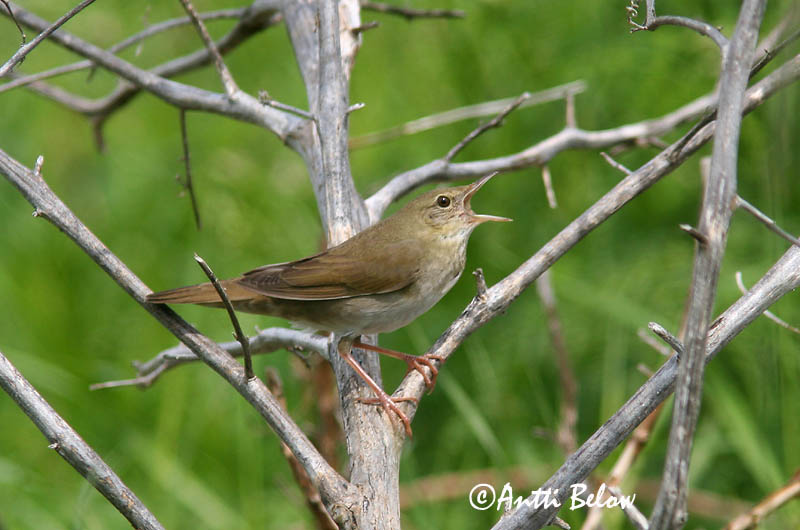 Avainsanat: Boscaler fluvial Flodsanger Krekelzanger River Warbler Jõgi-ritsiklind Viitasirkkalintu Locustelle fluviatile Schlagschwirl Berki tücsökmadár Straumsöngvari Elvesanger Felosa-fluvial Locustella fluviatilis Buscarla Fluvial Flodsångare