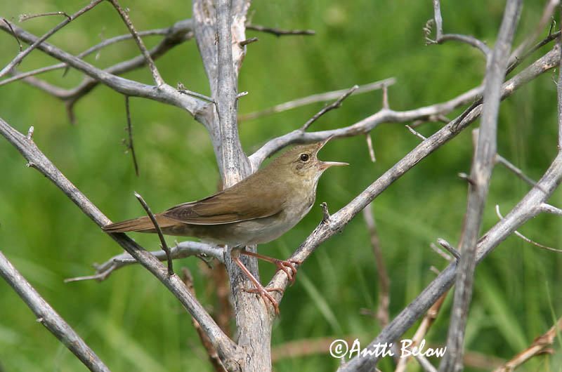 Avainsanat: Boscaler fluvial Flodsanger Krekelzanger River Warbler Jõgi-ritsiklind Viitasirkkalintu Locustelle fluviatile Schlagschwirl Berki tücsökmadár Straumsöngvari Elvesanger Felosa-fluvial Locustella fluviatilis Buscarla Fluvial Flodsångare