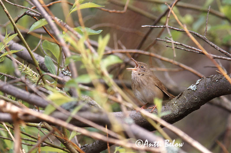 Avainsanat: Boscaler fluvial Flodsanger Krekelzanger River Warbler Jõgi-ritsiklind Viitasirkkalintu Locustelle fluviatile Schlagschwirl Berki tücsökmadár Straumsöngvari Elvesanger Felosa-fluvial Locustella fluviatilis Buscarla Fluvial Flodsångare