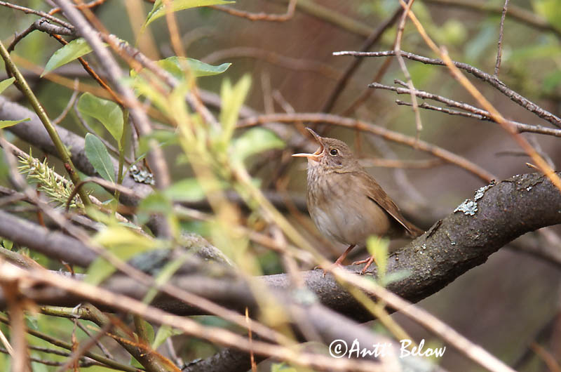 Avainsanat: Boscaler fluvial Flodsanger Krekelzanger River Warbler Jõgi-ritsiklind Viitasirkkalintu Locustelle fluviatile Schlagschwirl Berki tücsökmadár Straumsöngvari Elvesanger Felosa-fluvial Locustella fluviatilis Buscarla Fluvial Flodsångare