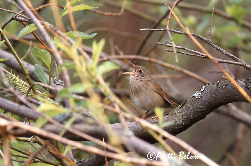 Avainsanat: Boscaler fluvial Flodsanger Krekelzanger River Warbler Jõgi-ritsiklind Viitasirkkalintu Locustelle fluviatile Schlagschwirl Berki tücsökmadár Straumsöngvari Elvesanger Felosa-fluvial Locustella fluviatilis Buscarla Fluvial Flodsångare