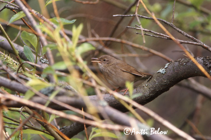 Avainsanat: Boscaler fluvial Flodsanger Krekelzanger River Warbler Jõgi-ritsiklind Viitasirkkalintu Locustelle fluviatile Schlagschwirl Berki tücsökmadár Straumsöngvari Elvesanger Felosa-fluvial Locustella fluviatilis Buscarla Fluvial Flodsångare