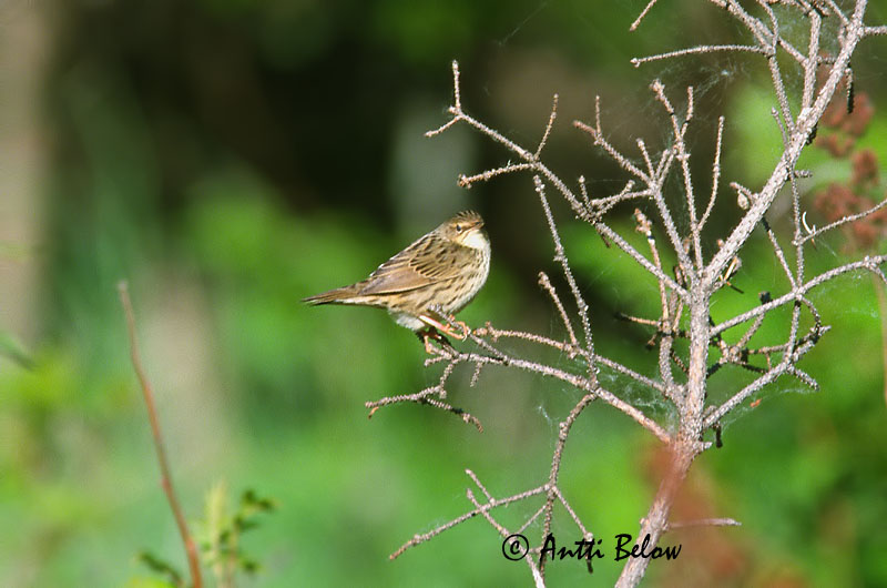 China, Manchuria
Avainsanat: Stribet græshoppesanger Kleine sprinkhaanzanger Lanceolated Warbler Viirusirkkalintu Locustelle lancéolée Strichelschwirl Foltos tücsökmadár Lensusöngvari Stripesanger Felosa-lanceolada Locustella lanceolata Buscarla Lanceolada Träsksångare