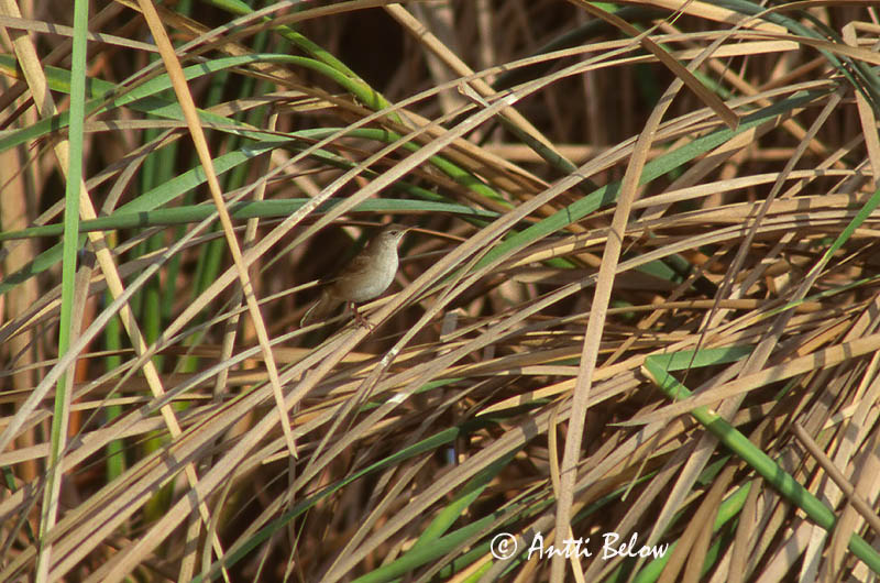 Avainsanat: Boscaler comú Savisanger Snor Savi's Warbler Roo-ritsiklind Ruokosirkkalintu Locustelle luscinioïde Rohrschwirl Nádi tücsökmadár Flóðsöngvari Sumpsanger Felosa-unicolor Locustella luscinioides Buscarla Unicolor Vassångare