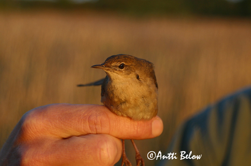 Avainsanat: Boscaler comú Savisanger Snor Savi's Warbler Roo-ritsiklind Ruokosirkkalintu Locustelle luscinioïde Rohrschwirl Nádi tücsökmadár Flóðsöngvari Sumpsanger Felosa-unicolor Locustella luscinioides Buscarla Unicolor Vassångare