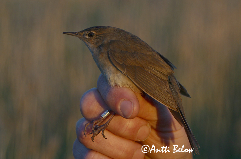 Avainsanat: Boscaler comú Savisanger Snor Savi's Warbler Roo-ritsiklind Ruokosirkkalintu Locustelle luscinioïde Rohrschwirl Nádi tücsökmadár Flóðsöngvari Sumpsanger Felosa-unicolor Locustella luscinioides Buscarla Unicolor Vassångare
