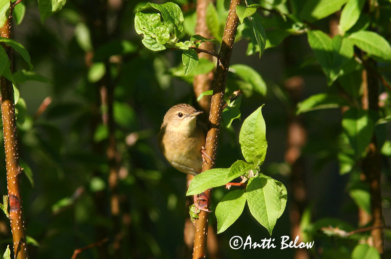 Avainsanat: Boscaler pintat gros Græshoppesanger Sprinkhaanzanger Common Grasshopper Warbler Võsa-ritsiklind Pensassirkkalintu Locustelle tachetée Feldschwirl Réti tücsökmadár Engisöngvari Gresshoppesanger Felosa-malhada Locustella naevia Buscarla Pintoja Gr�