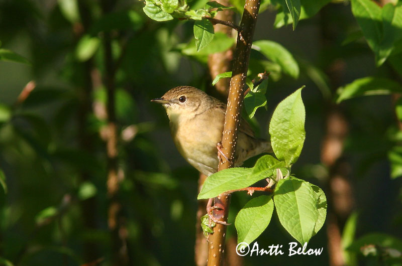Avainsanat: Boscaler pintat gros Græshoppesanger Sprinkhaanzanger Common Grasshopper Warbler Võsa-ritsiklind Pensassirkkalintu Locustelle tachetée Feldschwirl Réti tücsökmadár Engisöngvari Gresshoppesanger Felosa-malhada Locustella naevia Buscarla Pintoja Gr�