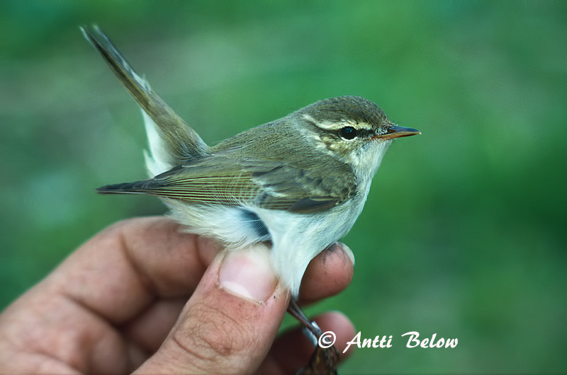 Avainsanat: Mosquiter boreal Nordsanger Noordse boszanger Arctic Warbler Põhja-lehelind Lapinuunilintu Pouillot boréal Wanderlaubsänger Északi füzike Norðsöngvari Lappsanger Felosa-boreal Phylloscopus borealis Mosquitero Boreal Nordsångare