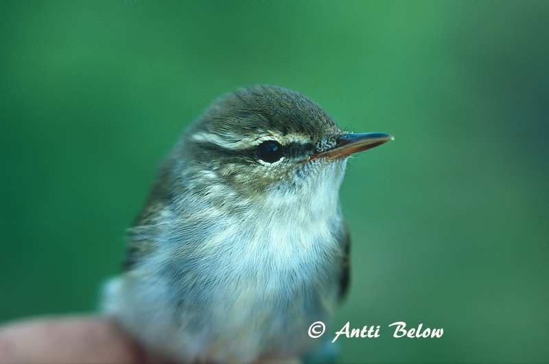 Avainsanat: Mosquiter boreal Nordsanger Noordse boszanger Arctic Warbler Põhja-lehelind Lapinuunilintu Pouillot boréal Wanderlaubsänger Északi füzike Norðsöngvari Lappsanger Felosa-boreal Phylloscopus borealis Mosquitero Boreal Nordsångare
