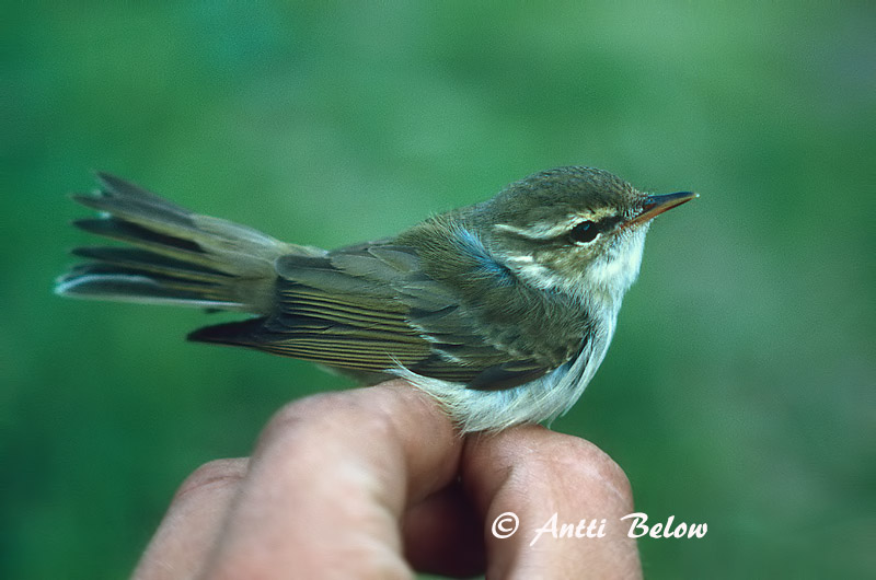 Avainsanat: Mosquiter boreal Nordsanger Noordse boszanger Arctic Warbler Põhja-lehelind Lapinuunilintu Pouillot boréal Wanderlaubsänger Északi füzike Norðsöngvari Lappsanger Felosa-boreal Phylloscopus borealis Mosquitero Boreal Nordsångare