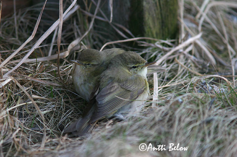 Avainsanat: Mosquiter comú Gransanger Tjiftjaf Chiffchaff Väike-lehelind, silksolk Tiltaltti Pouillot véloce Zilpzalp Csilpcsalp-füzike Gransöngvari Gransanger Felosa-comum Phylloscopus collybita Mosquitero Común Gransångare