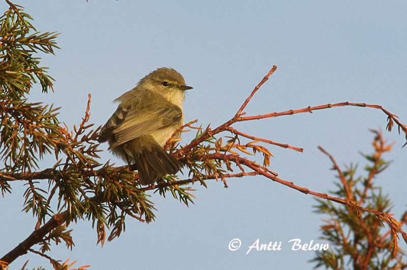 Avainsanat: Mosquiter comú Gransanger Tjiftjaf Chiffchaff Väike-lehelind, silksolk Tiltaltti Pouillot véloce Zilpzalp Csilpcsalp-füzike Gransöngvari Gransanger Felosa-comum Phylloscopus collybita Mosquitero Común Gransångare
