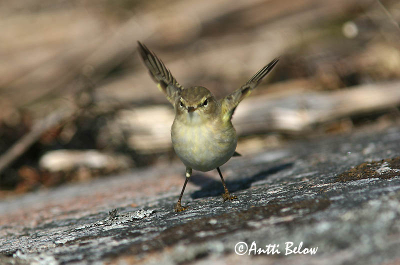 Avainsanat: Mosquiter comú Gransanger Tjiftjaf Chiffchaff Väike-lehelind, silksolk Tiltaltti Pouillot véloce Zilpzalp Csilpcsalp-füzike Gransöngvari Gransanger Felosa-comum Phylloscopus collybita Mosquitero Común Gransångare