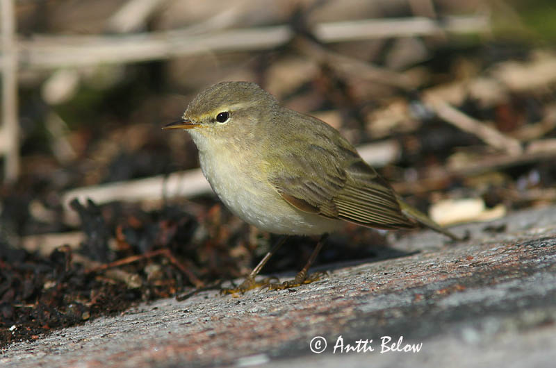 Avainsanat: Mosquiter comú Gransanger Tjiftjaf Chiffchaff Väike-lehelind, silksolk Tiltaltti Pouillot véloce Zilpzalp Csilpcsalp-füzike Gransöngvari Gransanger Felosa-comum Phylloscopus collybita Mosquitero Común Gransångare