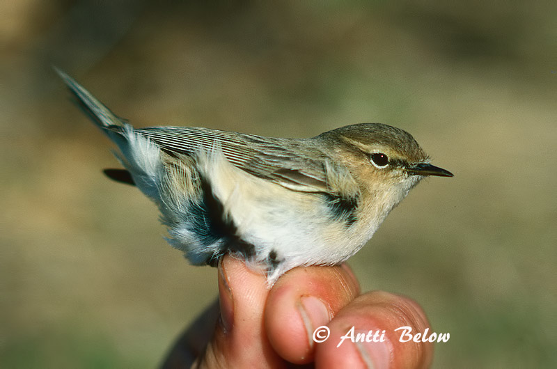 Avainsanat: Mosquiter comú Gransanger Tjiftjaf Chiffchaff Väike-lehelind, silksolk Tiltaltti Pouillot véloce Zilpzalp Csilpcsalp-füzike Gransöngvari Gransanger Felosa-comum Phylloscopus collybita Mosquitero Común Gransångare