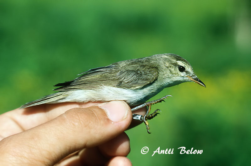 Avainsanat: Mosquiter verdós Lundsanger Grauwe fitis Greenish Warbler Rohe-lehelind, nõlva-lehelind Idänuunilintu Pouillot verdâtre Grünlaubsänger Zöld füzike Brumsöngvari Østsanger Felosa-troquilóide Phylloscopus trochiloides Mosquitero Troquiloide Lunds�