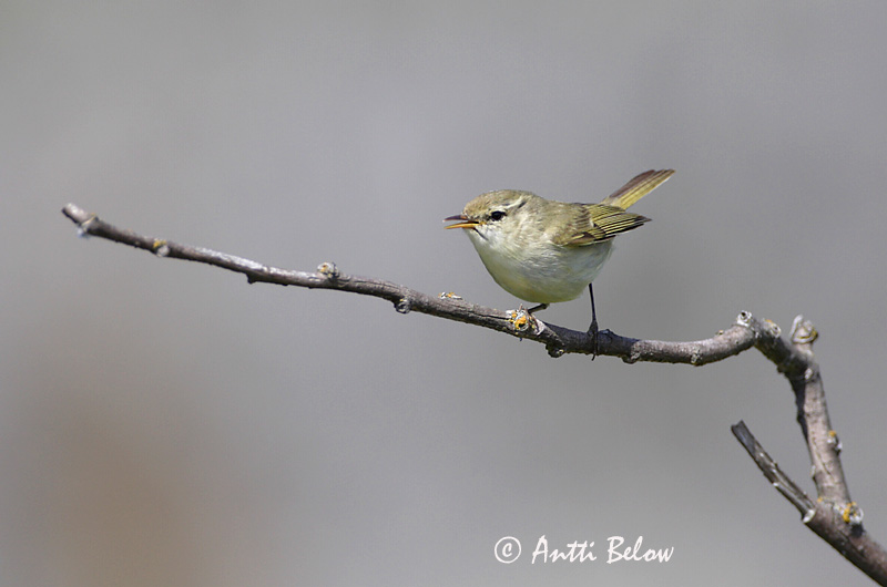 Avainsanat: Mosquiter verdós Lundsanger Grauwe fitis Greenish Warbler Rohe-lehelind, nõlva-lehelind Idänuunilintu Pouillot verdâtre Grünlaubsänger Zöld füzike Brumsöngvari Østsanger Felosa-troquilóide Phylloscopus trochiloides Mosquitero Troquiloide Lunds�