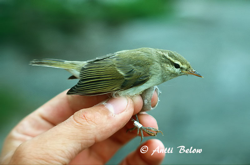 Avainsanat: Mosquiter verdós Lundsanger Grauwe fitis Greenish Warbler Rohe-lehelind, nõlva-lehelind Idänuunilintu Pouillot verdâtre Grünlaubsänger Zöld füzike Brumsöngvari Østsanger Felosa-troquilóide Phylloscopus trochiloides Mosquitero Troquiloide Lunds�