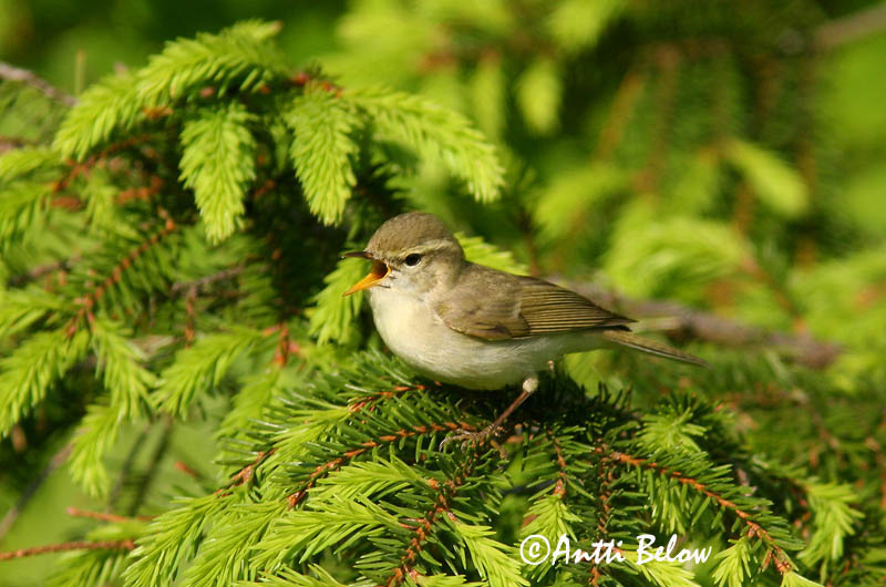 Avainsanat: Mosquiter verdós Lundsanger Grauwe fitis Greenish Warbler Rohe-lehelind, nõlva-lehelind Idänuunilintu Pouillot verdâtre Grünlaubsänger Zöld füzike Brumsöngvari Østsanger Felosa-troquilóide Phylloscopus trochiloides Mosquitero Troquiloide Lunds�