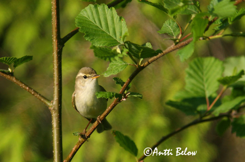 Avainsanat: Mosquiter verdós Lundsanger Grauwe fitis Greenish Warbler Rohe-lehelind, nõlva-lehelind Idänuunilintu Pouillot verdâtre Grünlaubsänger Zöld füzike Brumsöngvari Østsanger Felosa-troquilóide Phylloscopus trochiloides Mosquitero Troquiloide Lunds�