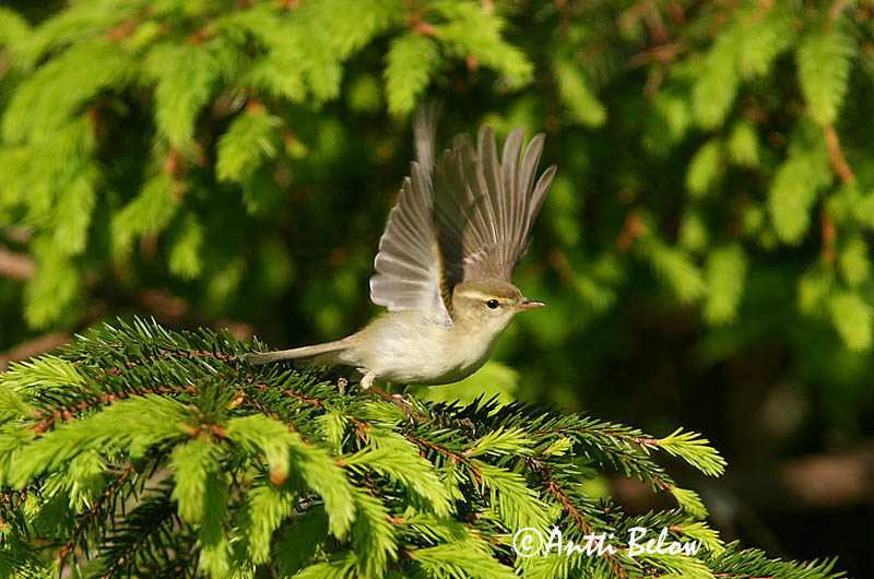 Avainsanat: Mosquiter verdós Lundsanger Grauwe fitis Greenish Warbler Rohe-lehelind, nõlva-lehelind Idänuunilintu Pouillot verdâtre Grünlaubsänger Zöld füzike Brumsöngvari Østsanger Felosa-troquilóide Phylloscopus trochiloides Mosquitero Troquiloide Lunds�