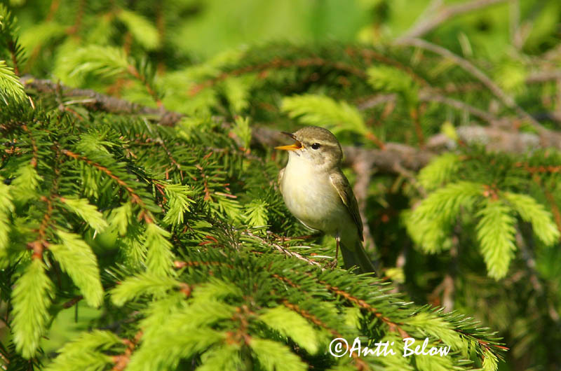 Avainsanat: Mosquiter verdós Lundsanger Grauwe fitis Greenish Warbler Rohe-lehelind, nõlva-lehelind Idänuunilintu Pouillot verdâtre Grünlaubsänger Zöld füzike Brumsöngvari Østsanger Felosa-troquilóide Phylloscopus trochiloides Mosquitero Troquiloide Lunds�