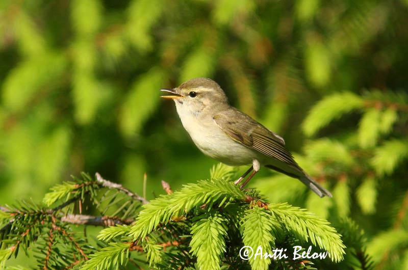 Avainsanat: Mosquiter verdós Lundsanger Grauwe fitis Greenish Warbler Rohe-lehelind, nõlva-lehelind Idänuunilintu Pouillot verdâtre Grünlaubsänger Zöld füzike Brumsöngvari Østsanger Felosa-troquilóide Phylloscopus trochiloides Mosquitero Troquiloide Lunds�
