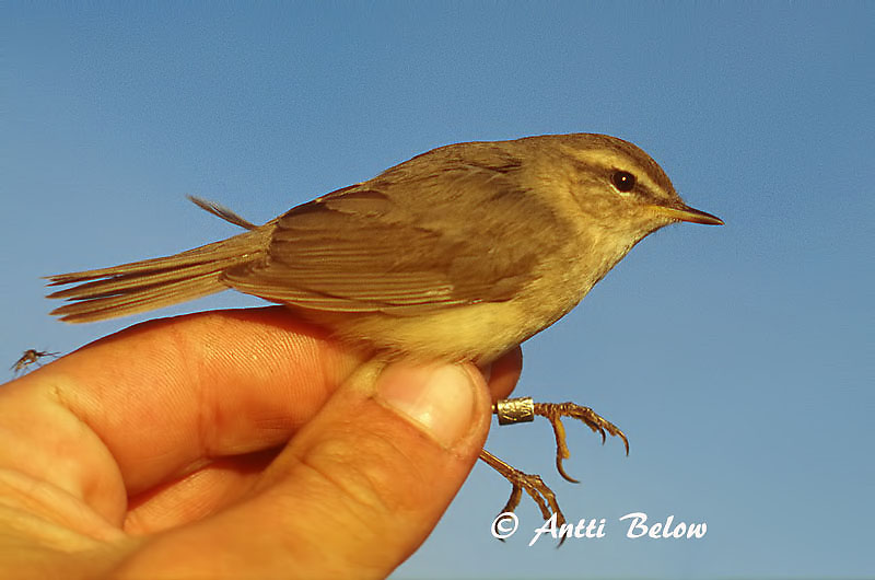 Avainsanat: Mosquiter fosc Brun løvsanger Bruine boszanger Dusky Warbler Tõmmu-lehelind Ruskouunilintu Pouillot brun Dunkellaubsänger Dunkler Laubsänger Barna füzike Skúmsöngvari Brunsanger Felosa-sombria Phylloscopus fuscatus Mosquitero Sombrío Brunsångare