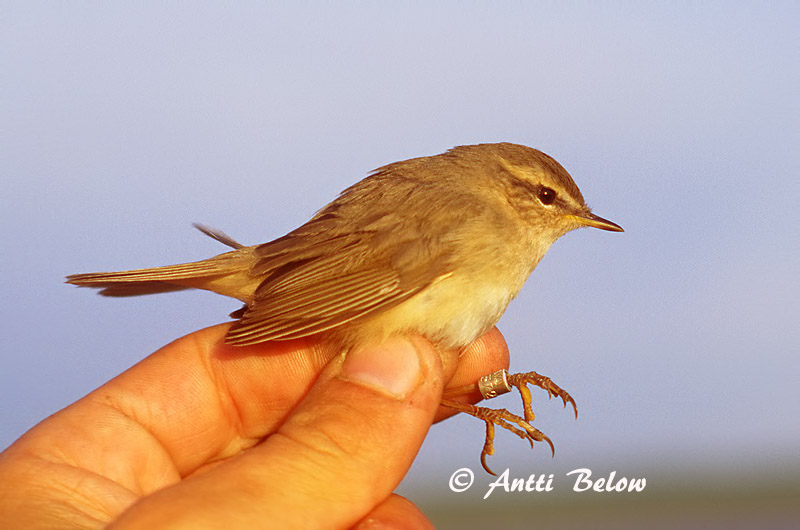 Avainsanat: Mosquiter fosc Brun løvsanger Bruine boszanger Dusky Warbler Tõmmu-lehelind Ruskouunilintu Pouillot brun Dunkellaubsänger Dunkler Laubsänger Barna füzike Skúmsöngvari Brunsanger Felosa-sombria Phylloscopus fuscatus Mosquitero Sombrío Brunsångare