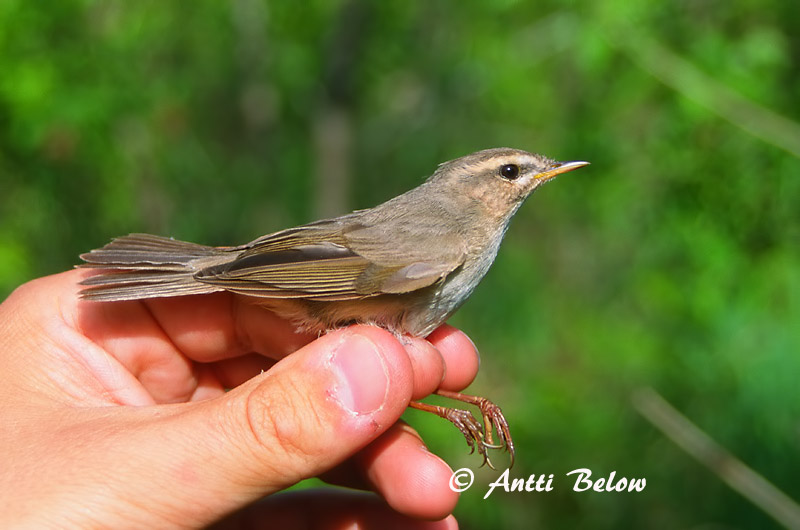Avainsanat: Mosquiter fosc Brun løvsanger Bruine boszanger Dusky Warbler Tõmmu-lehelind Ruskouunilintu Pouillot brun Dunkellaubsänger Dunkler Laubsänger Barna füzike Skúmsöngvari Brunsanger Felosa-sombria Phylloscopus fuscatus Mosquitero Sombrío Brunsångare