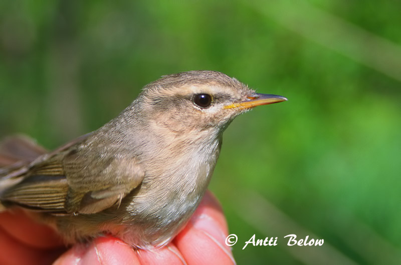 Avainsanat: Mosquiter fosc Brun løvsanger Bruine boszanger Dusky Warbler Tõmmu-lehelind Ruskouunilintu Pouillot brun Dunkellaubsänger Dunkler Laubsänger Barna füzike Skúmsöngvari Brunsanger Felosa-sombria Phylloscopus fuscatus Mosquitero Sombrío Brunsångare