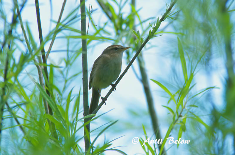 Avainsanat: Mosquiter fosc Brun løvsanger Bruine boszanger Dusky Warbler Tõmmu-lehelind Ruskouunilintu Pouillot brun Dunkellaubsänger Dunkler Laubsänger Barna füzike Skúmsöngvari Brunsanger Felosa-sombria Phylloscopus fuscatus Mosquitero Sombrío Brunsångare