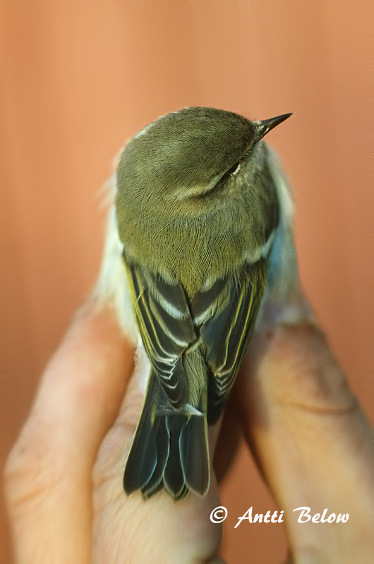 Avainsanat: Humes Bladkoning Hume's Leaf Warbler Kashmirinuunilintu Phylloscopus humei Bergstaigasångare