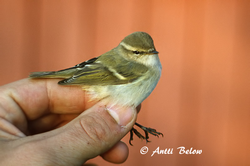 Avainsanat: Humes Bladkoning Hume's Leaf Warbler Kashmirinuunilintu Phylloscopus humei Bergstaigasångare