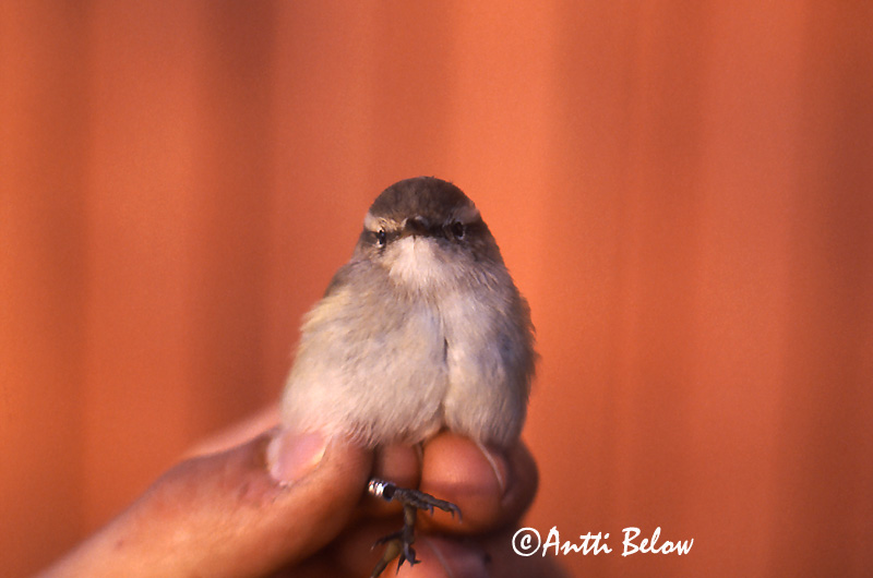 Avainsanat: Humes Bladkoning Hume's Leaf Warbler Kashmirinuunilintu Phylloscopus humei Bergstaigasångare