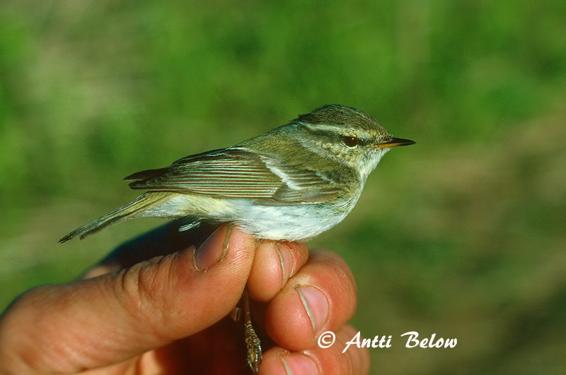 Avainsanat: Mosquiter de doble ratlla Hvidbrynet løvsanger Bladkoninkje Yellow-browed Warbler Vööt-lehelind Taigauunilintu Pouillot à grands sourcils Gelbbrauen-Laubsänger Vándorfüzike Hnoðrasöngvari Gulbrynsanger Felosa-bilistada Phylloscopus inornatus Mosq