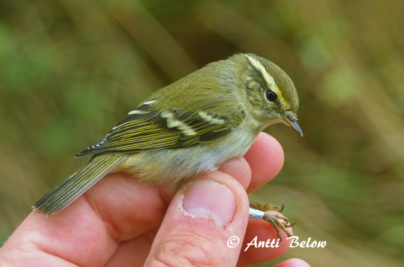 Avainsanat: Mosquiter de doble ratlla Hvidbrynet løvsanger Bladkoninkje Yellow-browed Warbler Vööt-lehelind Taigauunilintu Pouillot à grands sourcils Gelbbrauen-Laubsänger Vándorfüzike Hnoðrasöngvari Gulbrynsanger Felosa-bilistada Phylloscopus inornatus Mosq