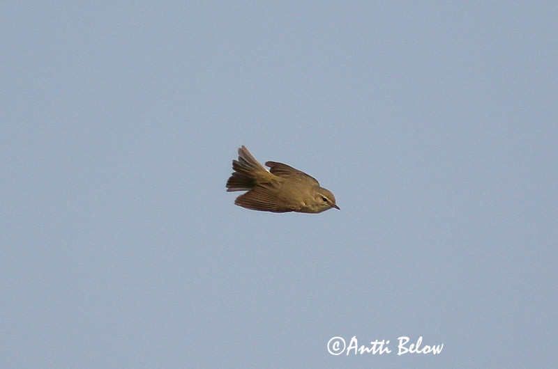 Avainsanat: Mosquiter de passa Løvsanger Fitis Willow Warbler Salu-lehelind Pajulintu Pouillot fitis Fitis Fitisz füzike Laufsöngvari Løvsanger Felosa-musical Phylloscopus trochilus Mosquitero Musical Lövsångare